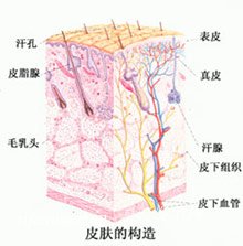 皮肤的结构 zaoxingkong.com