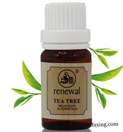 茶树精油的作用使用方法推荐　体验纯天然植物精油的奇效 zaoxingkong.com