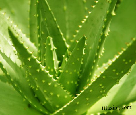 教你怎样自制芦荟面膜　多款DIY芦荟面膜分享 zaoxingkong.com