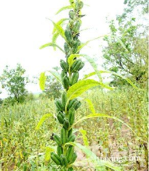 吃什么治黑眼圈 常吃这芝麻黑眼圈去得快 zaoxingkong.com