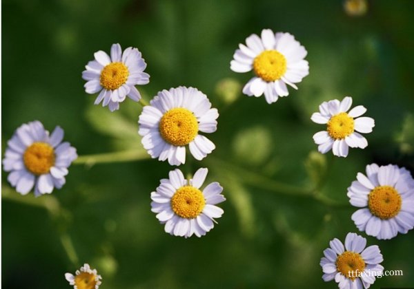 揭晓洋甘菊精油的用法 看神奇洋甘菊如何护肤 zaoxingkong.com