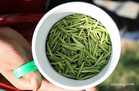 有效的护肤方法 绿茶美容护肤小窍门 zaoxingkong.com