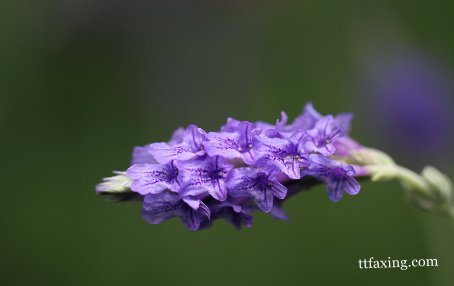 盘点去痘印最有效的方法 薰衣草还您无瑕肌肤 zaoxingkong.com